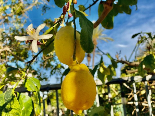 Lemon tree