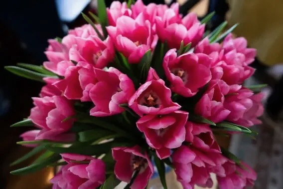 Tulipa Rosie the Riveter