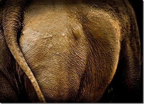 elephant skin - shannon plummer