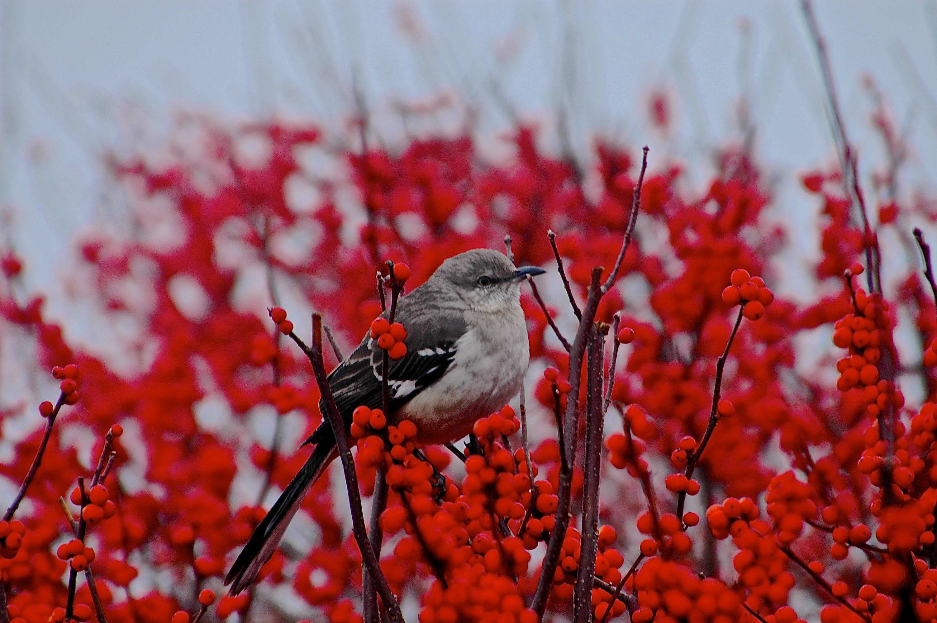 Sparkleberry holly keeps birds fed in winter.