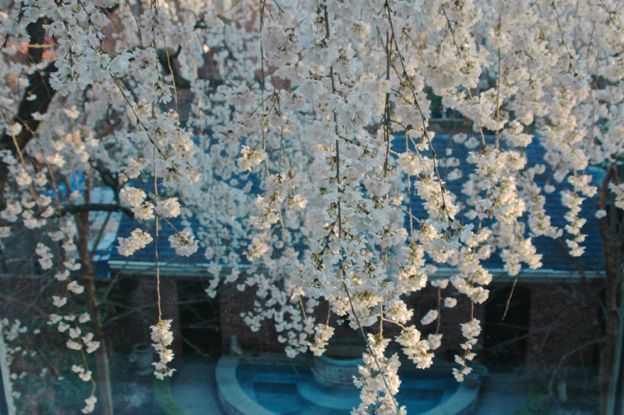Weeping cherries are the Dr. Hyde of trees for small gardens.
