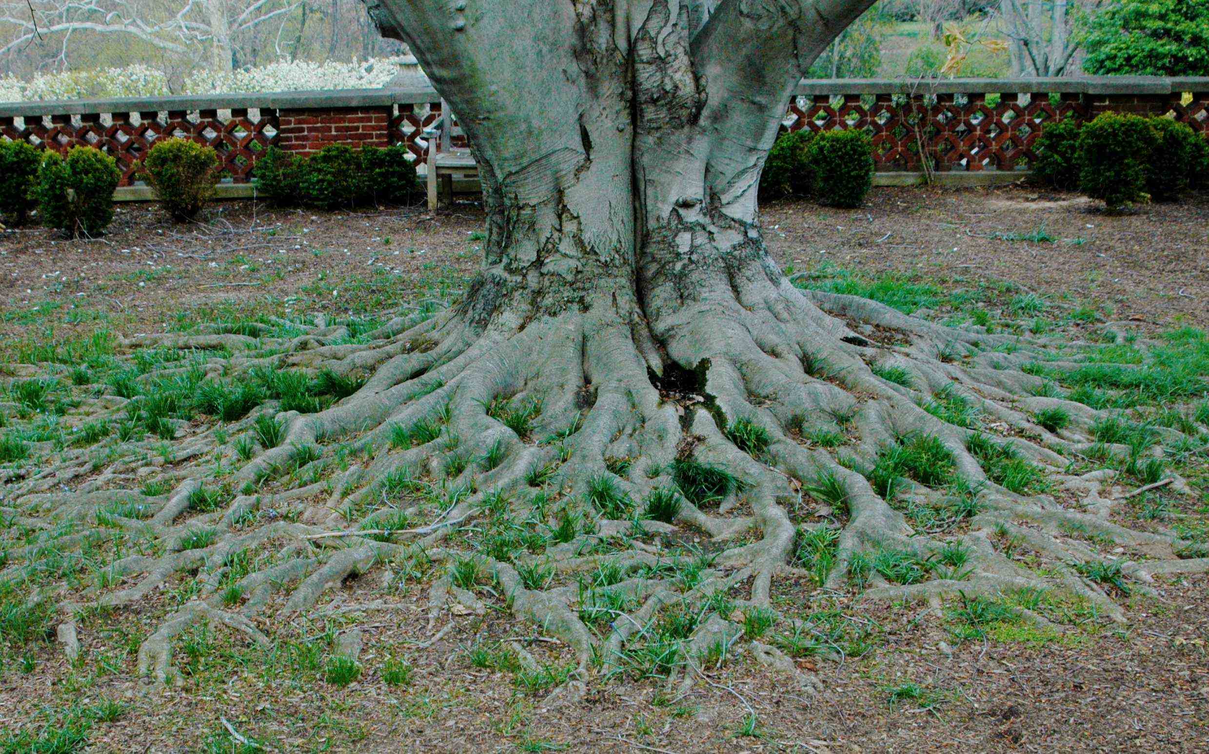 The beech tree on Dumbarton&#039;s Beech Terrace is a living sculpture.