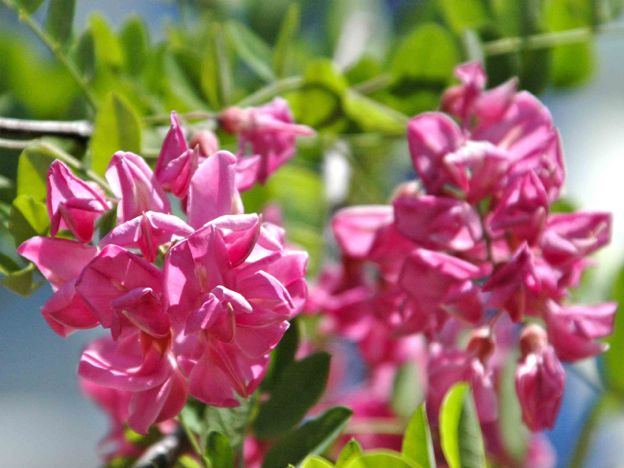 The pink blossoms of a honey locust tree planted by Trees for Georgetown.