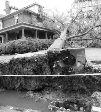 The city fielded 236 reports of tree damage. This tree fell at the home of a Palisades advisory neighborhood commissioner.