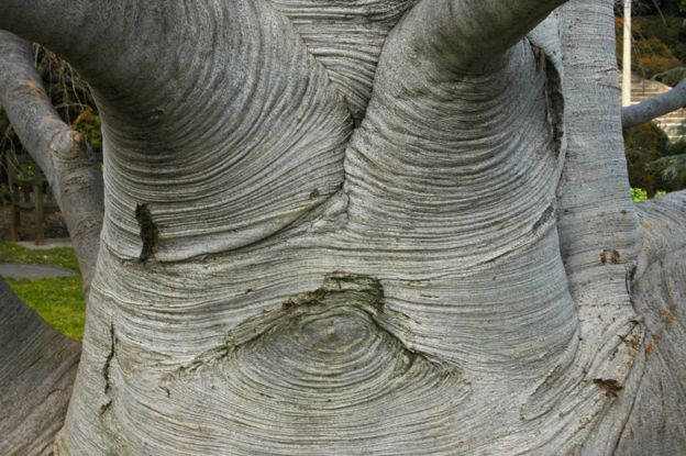 The wrinkly silver bark of the beech tree at Dumbarton Oaks