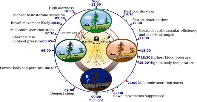 Biological clock