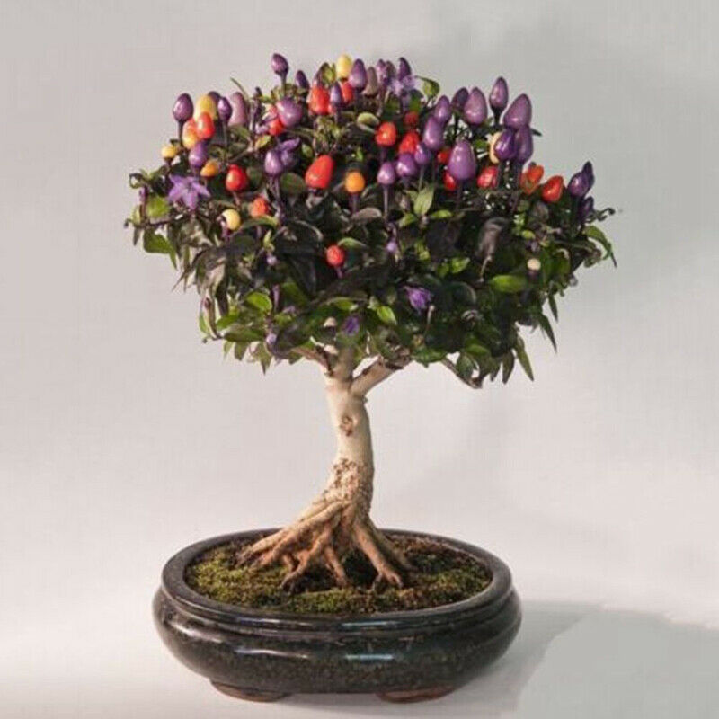 Chili bonsai