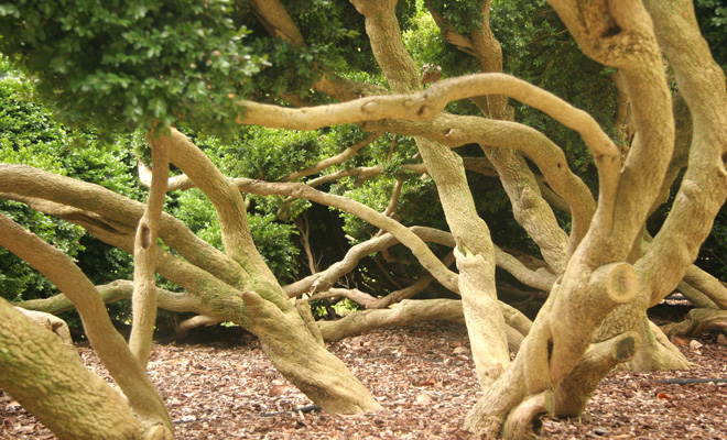 Boxwood Ellipse at Tudor Place