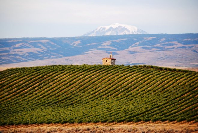 Chapel Block at Red Willow Vineyard