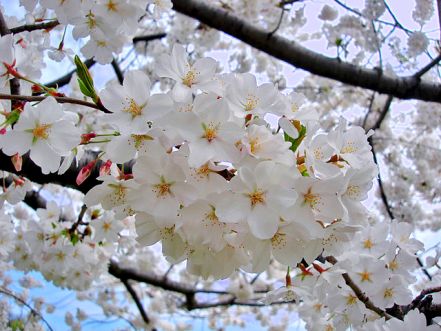 Cherry blossoms at the Tidal Basin