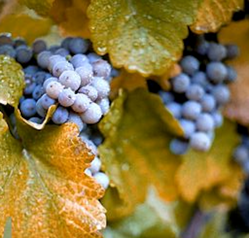 Concord Grapes