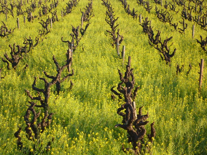 Good Use of Cover Crops in Napa Valley