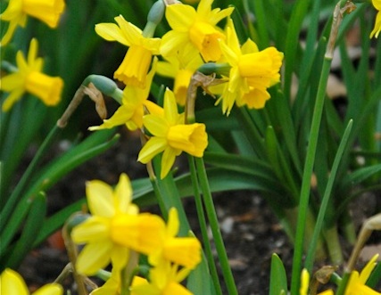 Daffodils