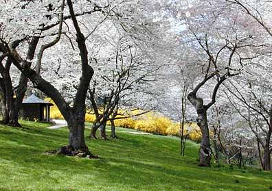 Cherry Blossoms in Dumbarton Oaks
