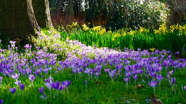 Early bulbs blooming at Denmans where John Brookes MBE lives and gardens.