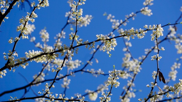 The white pea-like flowers of the redbud make blue skies bluer.