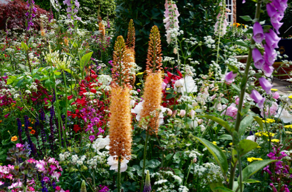 Apricot color foxtails (Eremus ruiter “Pinocchio”) are a feast for color-starved eyes.