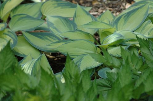 Blue green hostas are a great comlement to pale yellow.