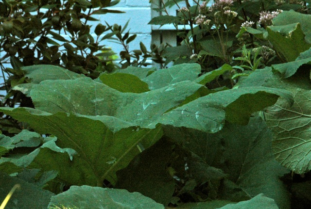 Butter bur&#039;s large light green leaves