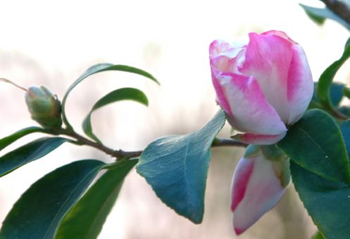 A fall blooming camellia, still blooming after a light frost.