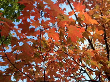 Autumn Leaves in Georgetown