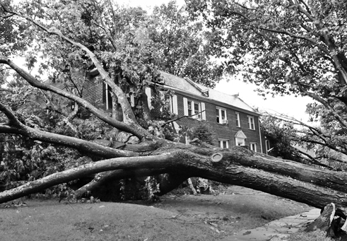 Irene’s high winds toppled dozens of D.C. trees over the weekend, including one at this 39th Street home in Glover Park.
