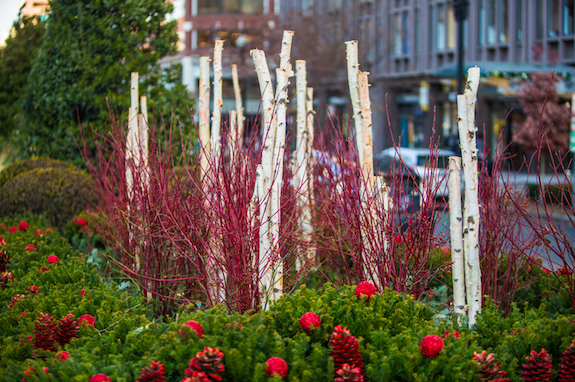 Bright White Birch and Fiery Red Dogwood Branches Create an Artistic and Colorful Display for the Fall/Winter