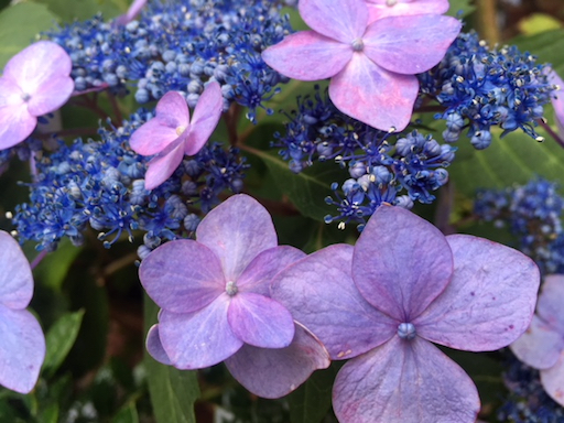 My Lacey Hydrangeas at the Height of their Glory Last Year