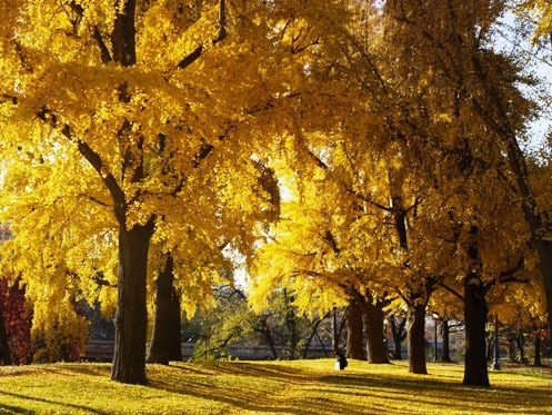 The Bright Saffron Yellow Halo of Color Provided by Ginkgo Trees Every Fall in Rose Park until a few years ago.