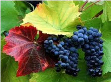 Concord Grapes - in season NOW