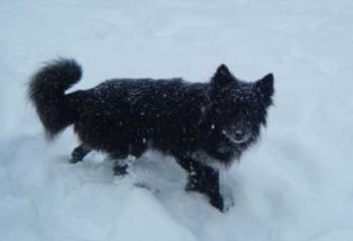 Huck walks proudly in the snow, knowing he's done his part