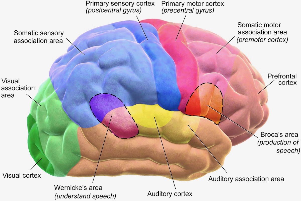 Human Brain