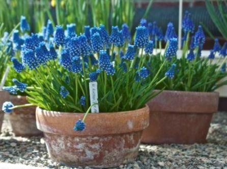 Grape hyacinths look great massed in low, wide pots