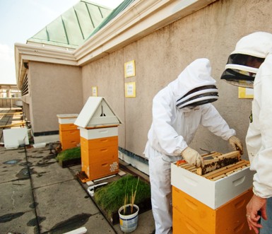 Juniper Chef Ian Bens – Also Chief Beekeeper checking one of the Fairmont’s rooftop hives.