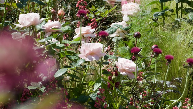 Garden and woodland plants are bound together harmoniously by ornamental grasses.