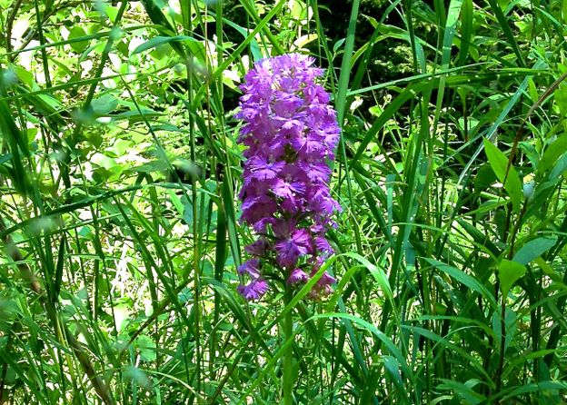 The Lesser Purpled Fringed Orchid is native to eastern North America.