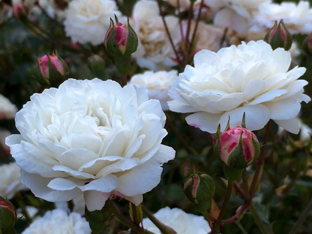 Little White Pet is a repeat-blooming shrub rose.