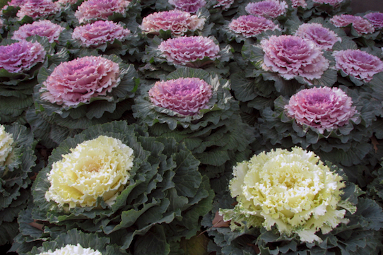 Leafy Greens are Plentiful This Time of Year!