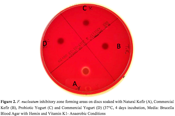 Inhibition of F. nucleatum by natural kefir, probiotic yogurt, commercial yogurt and commercial kefir samples