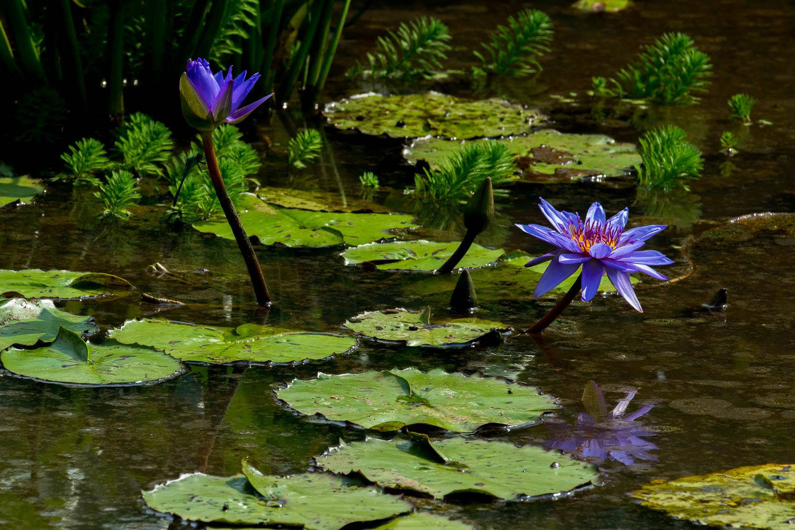 Kenilworth Aquatic Gardens