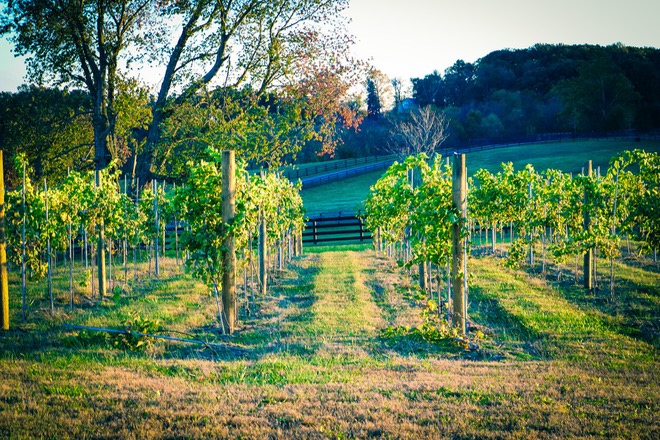 Hidden Hills Farm and Vineyard