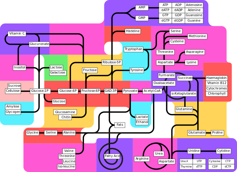 Metabolic pathway