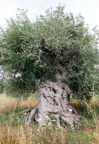 Saracen olive tree
