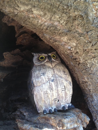 The Owl