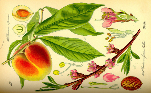 Peach Flower, Fruit, Seed, and Leaves as Illustrated by Otto Wilhelm Thome (1885)