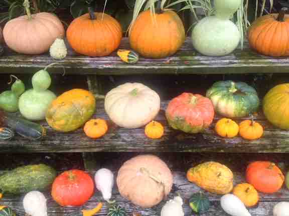 Array of Pumpkins
