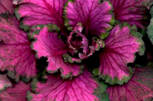 Purple kale and cabbages offer great winter color and texture.