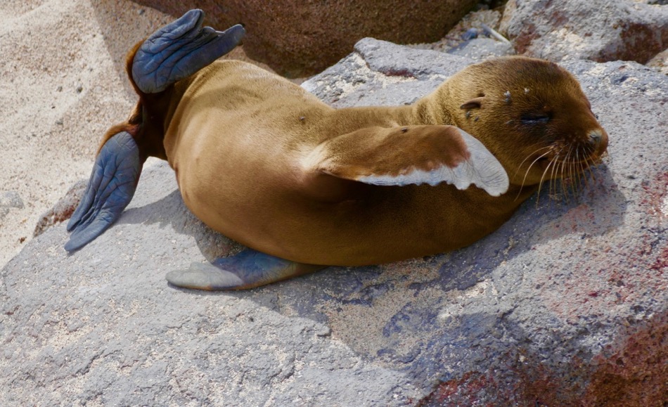 Rabida Island, Galapagos