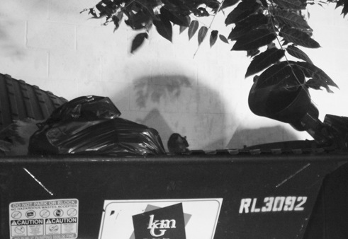 On Friday night, a rat perches on a Dumpster behind Marvelous Market on Wisconsin Avenue.