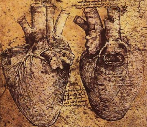 Leodardo da Vinci&#039;s rendering of the heart